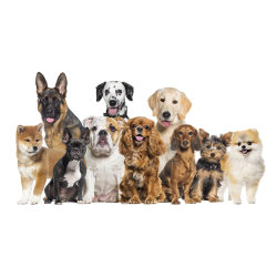 TESLA PetCare Station TQ500 Pro zestaw do pielęgnacji zwierząt